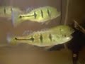 Cichla Orinocensis  Others