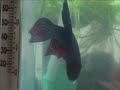 Betta making his bubble nest
