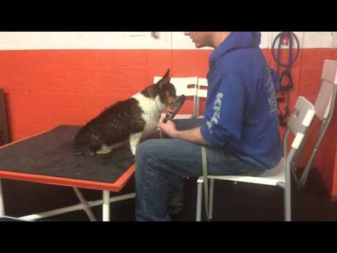 Aggressive dog rehab, major resource guarding |Solid K9 Training