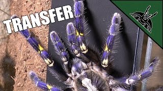 Poecilotheria metallica transfer - BEST ARBOREAL ENCLOSURE design