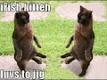 Very Funny Cats 13 Very Funny Cats 13