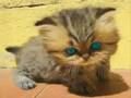 Very Funny Cats 13