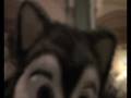 videos de Teaser Disney Furloween 2008