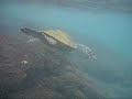 Honu at Kahalu\ Honu at Kahalu\