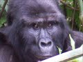 Warren Zevon - Gorilla, You\