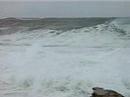Surf Survivors