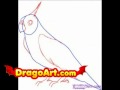 How to draw a cockatiel, step by step