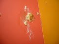 Kentucky Destruction Chicken