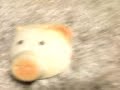 mort de spider cochon