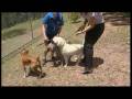 videos de PET MOTELS