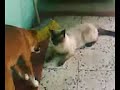 Gato vs. Perra 1