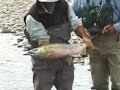 Fighting Dog Fish