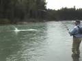 Fighting Dog Fish