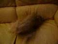 crazy dog