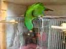 オカメインコ発射--------------つ！！