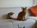 new-bengal-kitten-plays-with-aby-tail