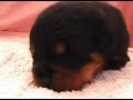 ????????Rottweiler