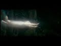 Wolf Clip