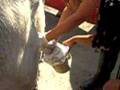 Cal Poly Pomona AVS 414 Semen collection lab
