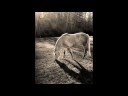 For Love of a Gray Horse