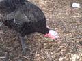Toledo GROWs-Turkey revue pt1