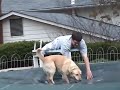 My goofy yellow lab playing on my pool cover My goofy yellow lab playing on my pool cover