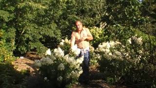 #144 Hydrangea paniculata Phantom - Auf der Suche nach den schönsten Rispenhortensien