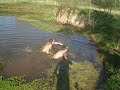 jack and john jumping into john's pond to fish out a croquet ball that john lost by hitting it into the pond trying to win the game. he is a loser.