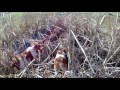 Awesome Pheasant Hunting in Oregon with Sage Canyon Outfitters