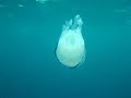 a jellyfish in otranto sea   soleado diving center