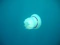 a jellyfish in otranto sea   soleado diving center