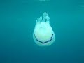 a jellyfish in otranto sea   soleado diving center