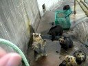 Bear farm in Noboribetsu ?? -15