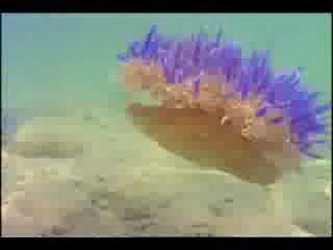 Sea Anemone