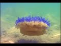 Sea Anemone Sea Anemone