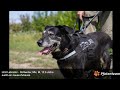 LEU - Labrador Retriever - Rottweiler - Mischling sucht neue Menschen