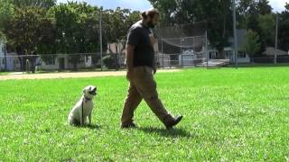 Madison Dog Training Lola with Suburban K9!