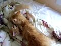 UNCUT FOOTAGE JUNIOR FIGHTS  BIG   PUSSY