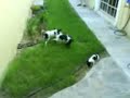 Fox terrier ratoneros