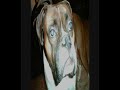 mi perro boxer