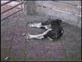 vegetarianismo