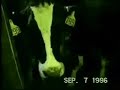 Vegetarianismo Vegetarianismo