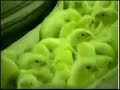 vegetarianismo