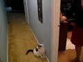 Crazy Jumping Cat