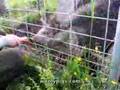 Feeding Pigs