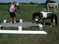 Pony over Platform