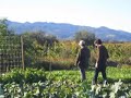 napa