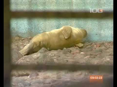 животное ластоногие