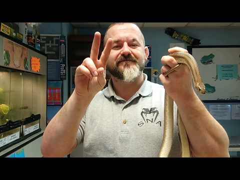 YouTube reptile video
