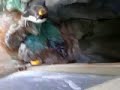 Penguins at  Living Coast, Torquay